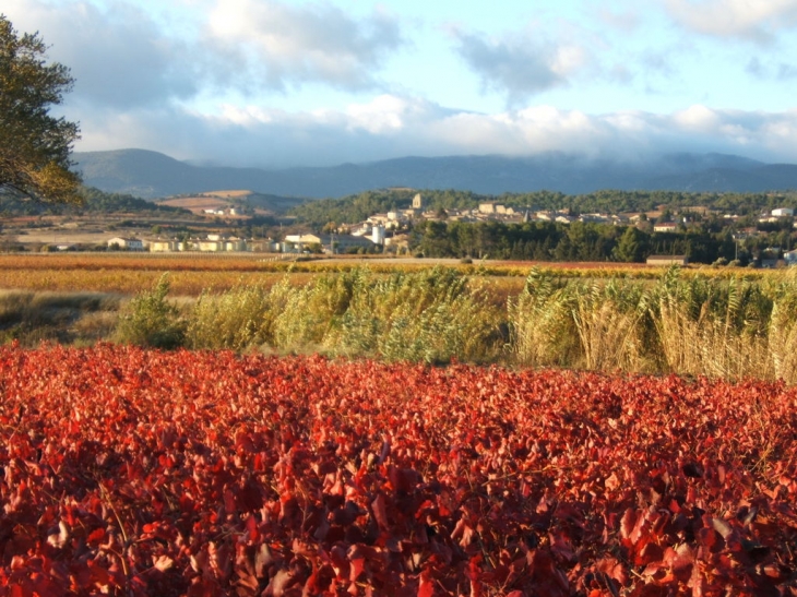 Vigne de la Livinière