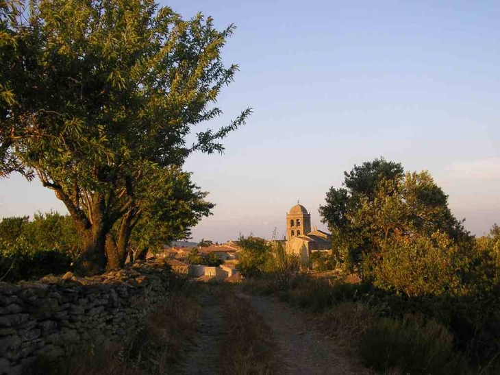 Les vignes  - La Livinière