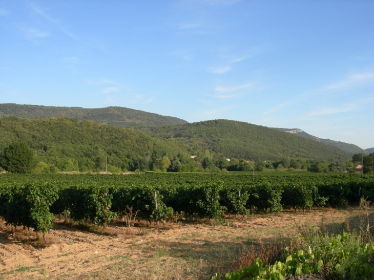 Vignes de Le Bousquet d Orb - Le Bousquet-d'Orb