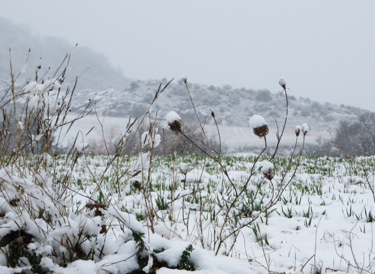 Fleurs de neige - Liausson