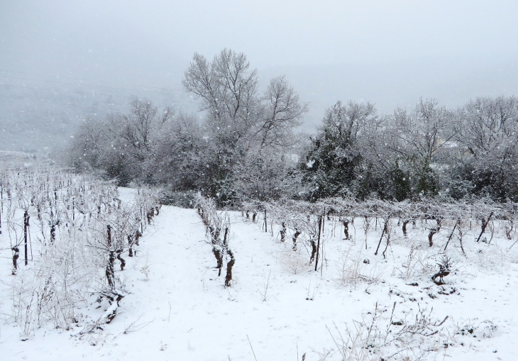 La-vigne - Liausson