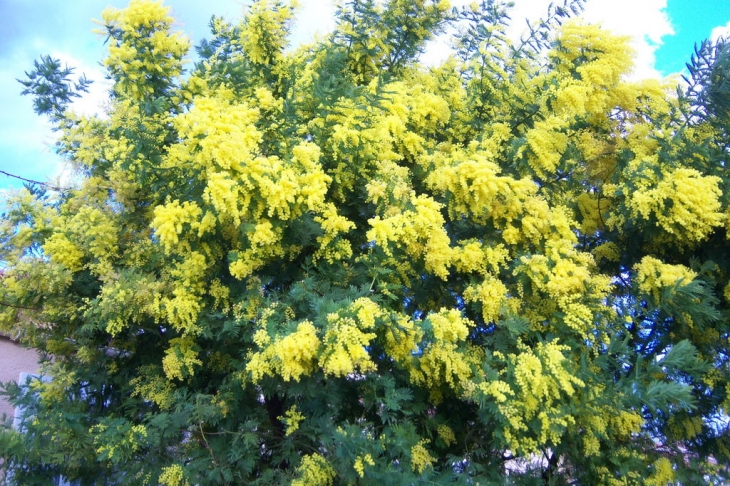 Mimosa de Marseillan