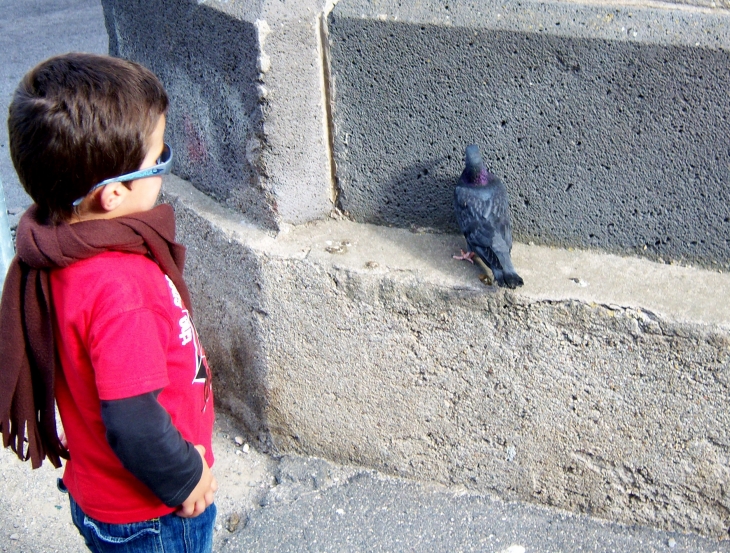 Pigeon fatigué ! - Marseillan