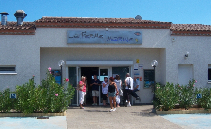 Coquillages à volonté !!! - Marseillan