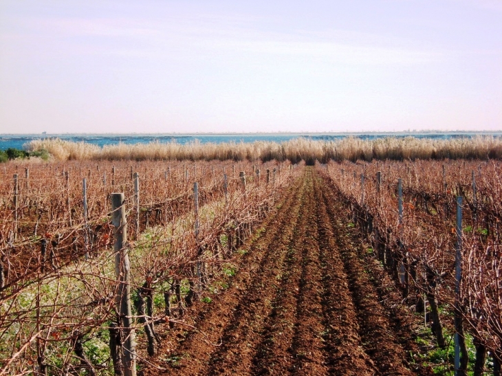 Etang de Thau vu des vignes - Marseillan