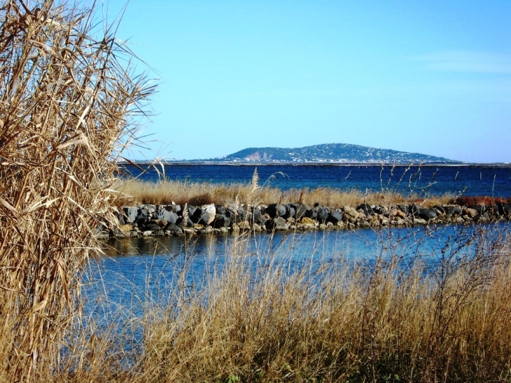 Sete et étang de Thau , vu des mas ostreicoles - Marseillan