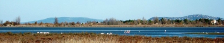 Flamands rose sur les lagunes de Thau - Marseillan