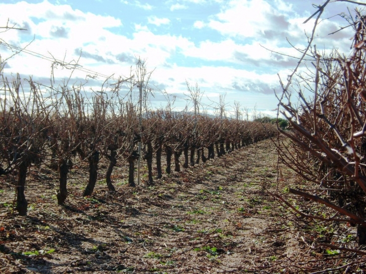 Vraie vigne de marseillan