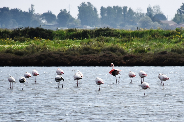 Flamants-Rose - Marseillan