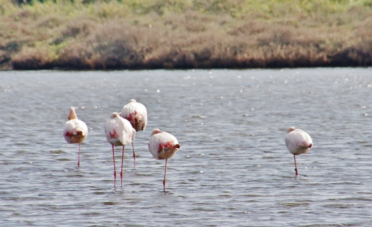 Flamants-Rose - Marseillan