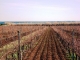 etang de Thau vu des vignes