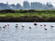 Flamants-Rose