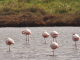 Flamants-Rose