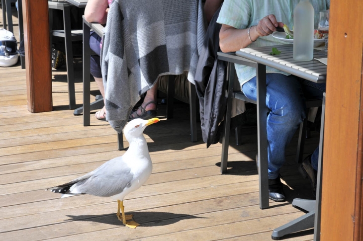 Les resquilleurs s'invitent au restaurant - Mèze