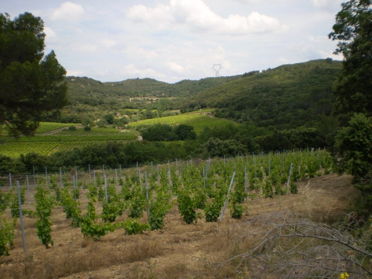 Neffiès juin 2008 une vigne