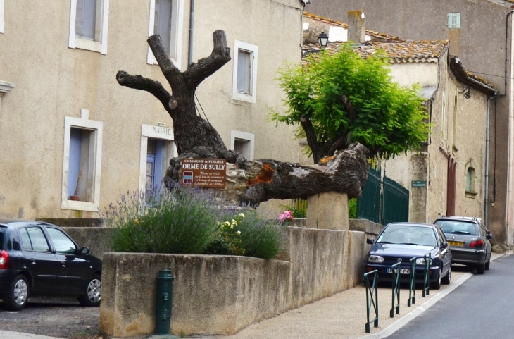 Orme de Sully ( Planté en 1608 ) - Poilhes