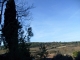 Une vue sur les vignes