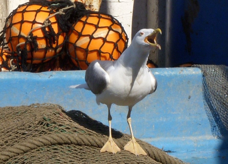 Goèland en colère - Sète