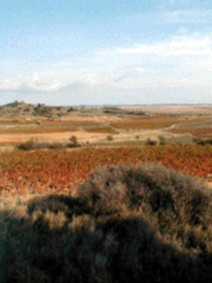 Vignoble AOC en automne - Vendres