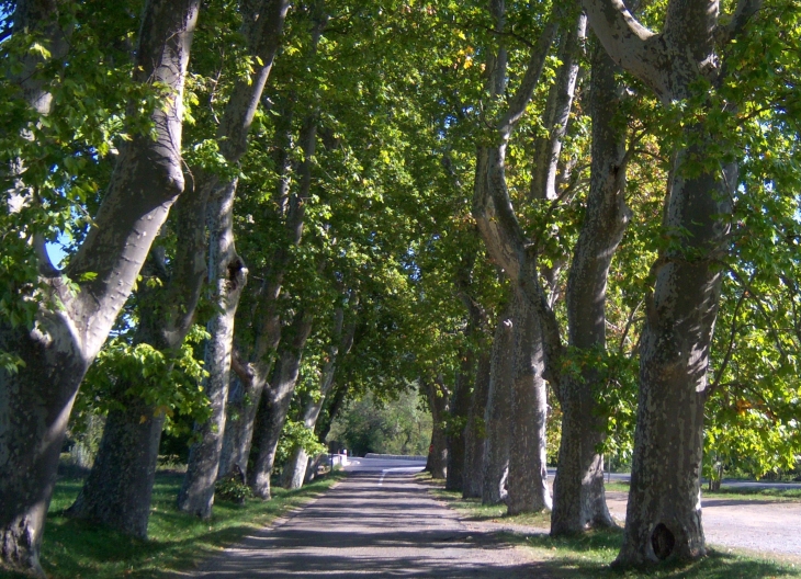 Allée de platanes - Villeneuvette