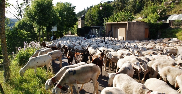 La Transhumance  - Barre-des-Cévennes