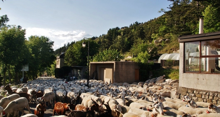 La Transhumance  - Barre-des-Cévennes