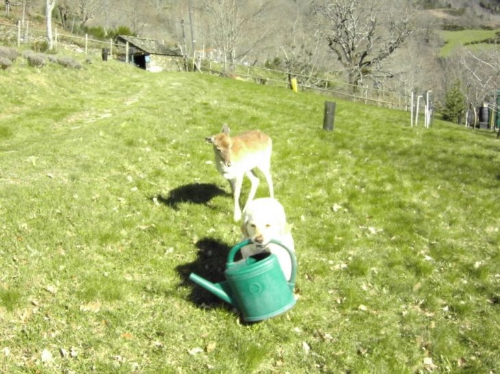 Bamby un petit dain avec norka labrador a curiere commune de cassagnas