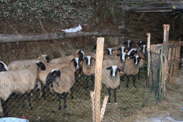 LES MOUTONS DE CURRIERES CASSAGNAS