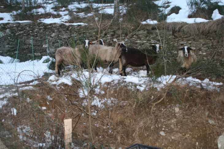 Hiver  rude meme pour les moutons - Cassagnas