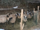 Photo suivante de Cassagnas LES MOUTONS DE CURRIERES CASSAGNAS