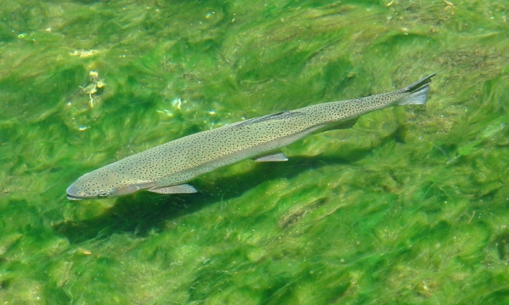 Truite de la source du pêcher - Florac