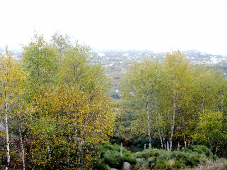 Bois de bouleaux - Mont Lozère - D20. - Le Pont-de-Montvert