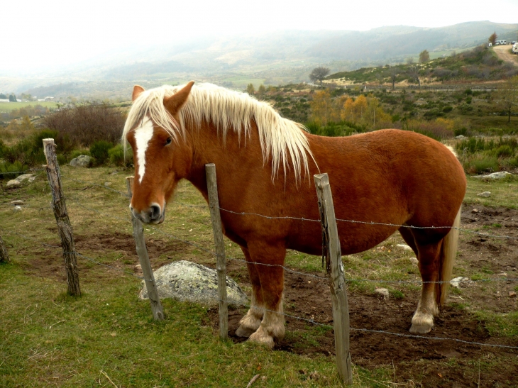 Cheval de trait Comtois avec manteau marron et blanc crinière de pâturage dans les prés du Mont Lozère (D20) - Le Pont-de-Montvert