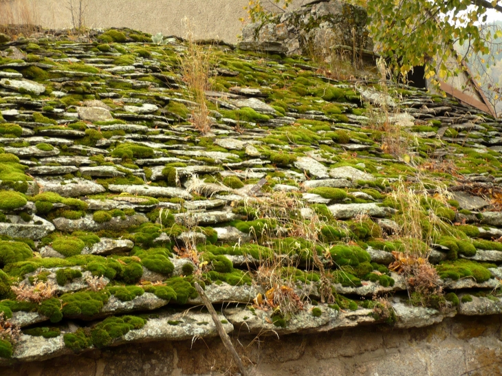 Détail : Couverture en lauzes moussues. - Le Pont-de-Montvert