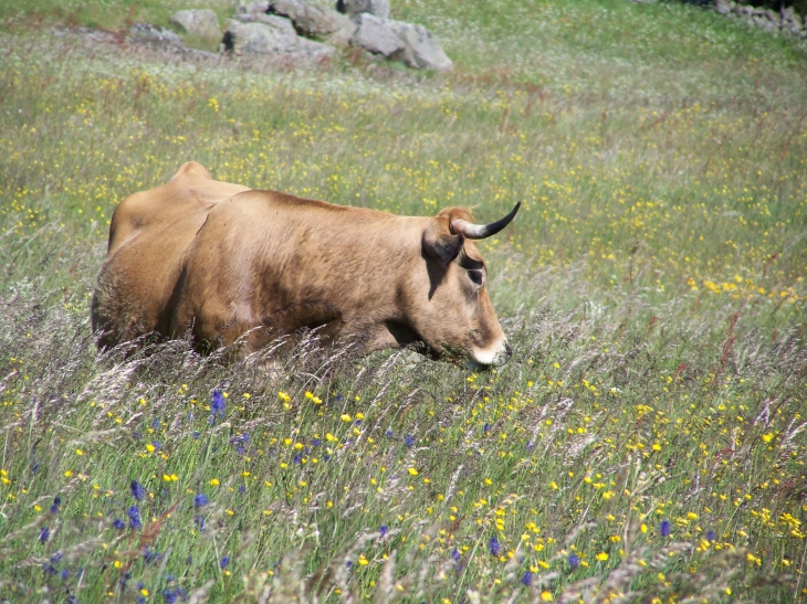 La force tranquille de l'Aubrac - Marchastel