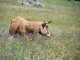 La force tranquille de l'Aubrac