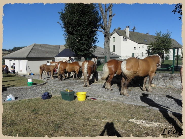 Concours d'élevage de chevaux de traits - Rieutort-de-Randon