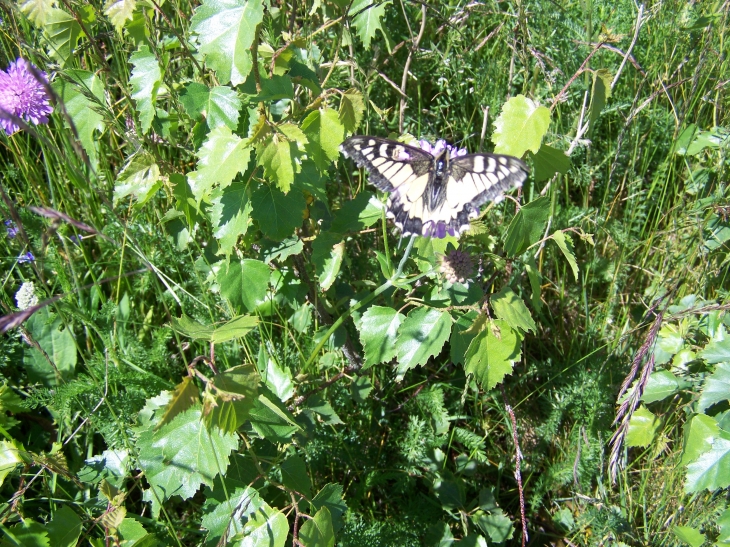 Joli papillon ! - Saint-Juéry