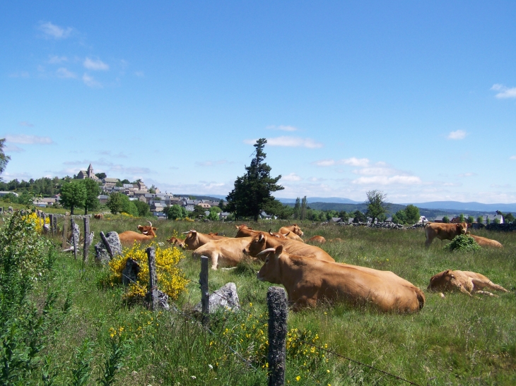 Les aubracs au repos non loin du village - Termes