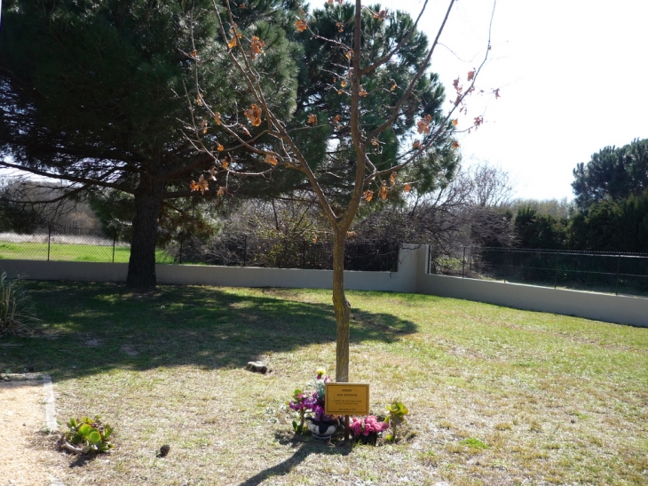 Arbre aux enfants morts au camp d'Argeles - Argelès-sur-Mer