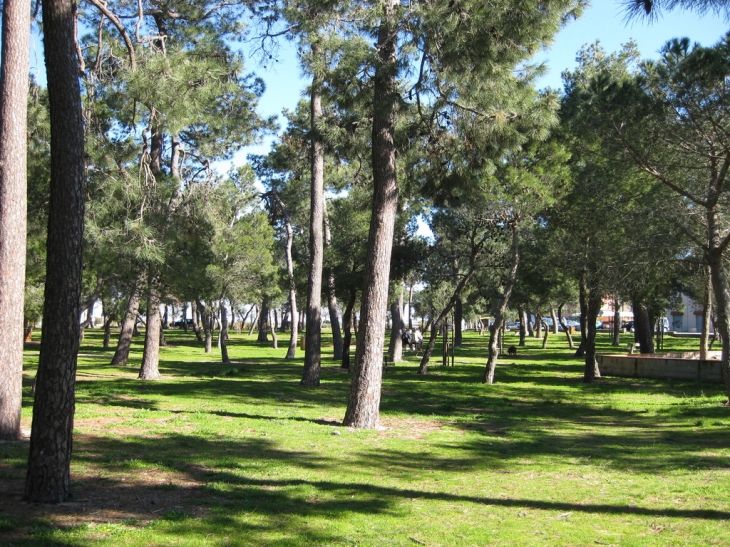 Le bois à Argelès plage - Argelès-sur-Mer