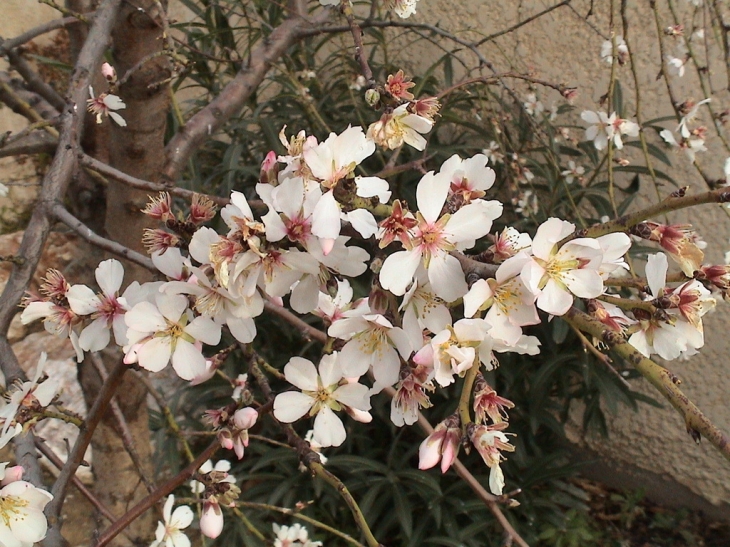 Banyuls-dels-Aspres Fleurs d' amandier