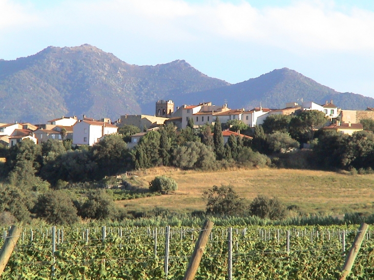 BANYULS dels ASPRES, son vignoble, les Albères en arrière-plan - Banyuls-dels-Aspres