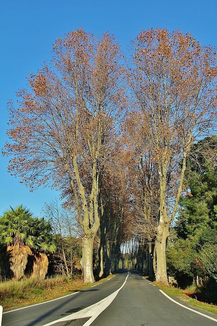 ROUTE SOUS BOIS - Bompas