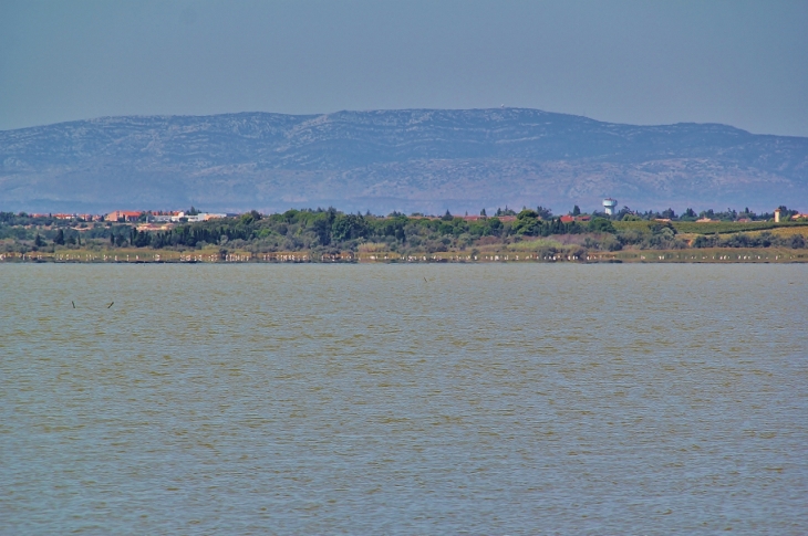 ETANG ?  FLAMANDS ROSES  - Canet-en-Roussillon