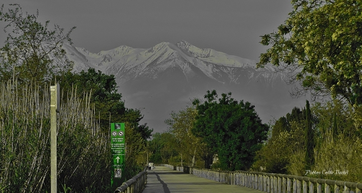 VOIE VERTE . LE CANIGOU EN FOND  - Claira