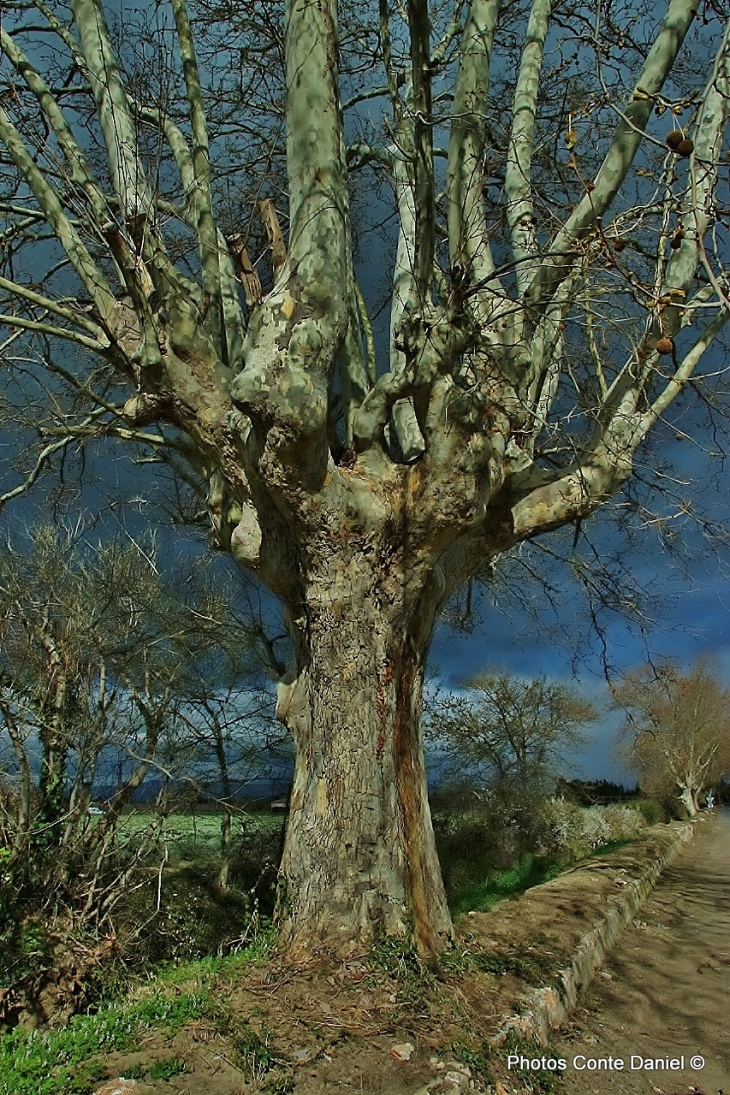 SUR LE CHEMIN DU MOULIN , PLATANE ENORME  - Claira