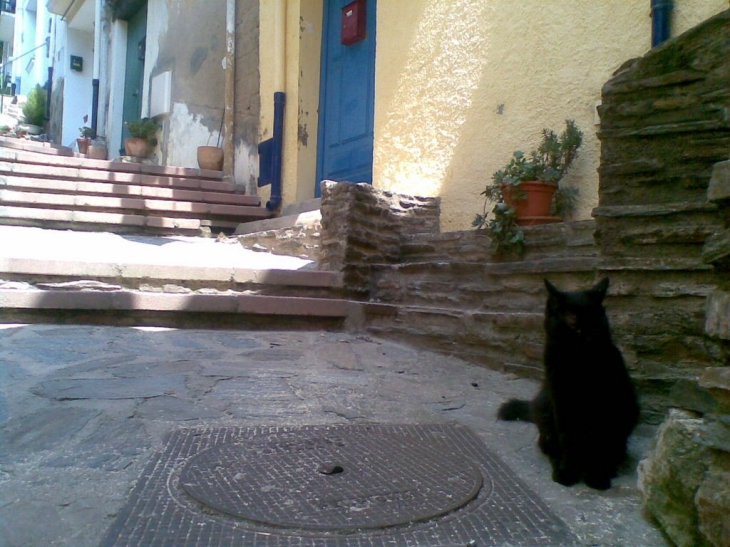 Habitant de Collioure 2010