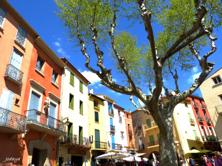 Collioure. Place du 18 juin.