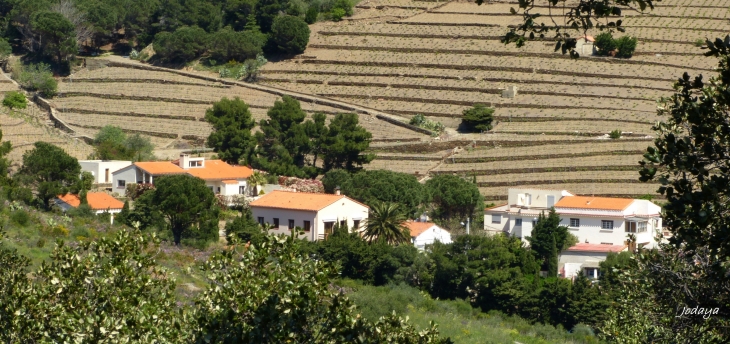 Collioure. Route des Vins.